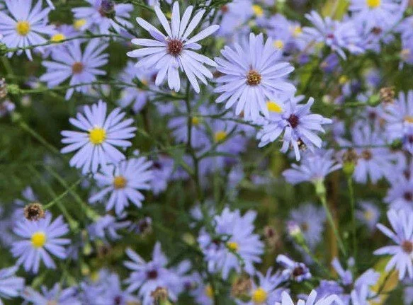 Sky Blue Aster (Symphyotrichum oolentangiense)