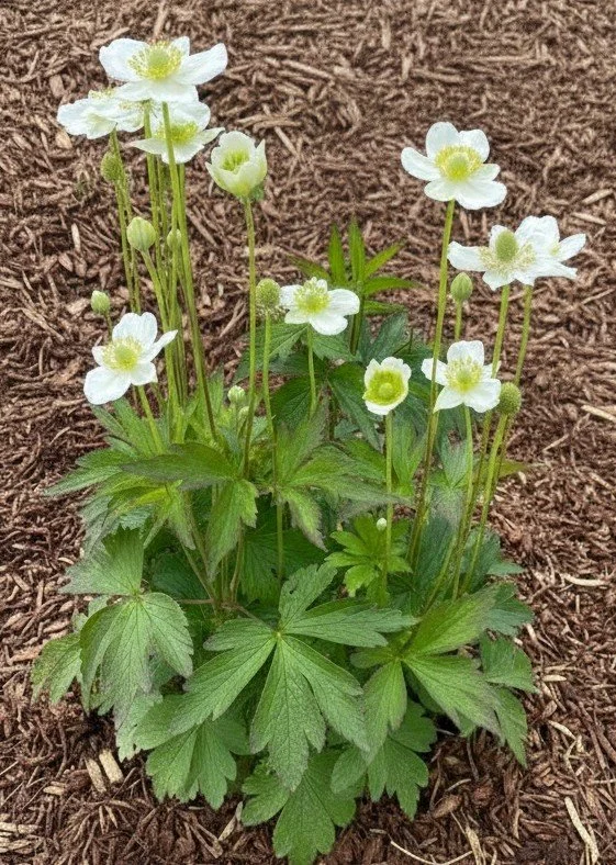 Thimbleweed (Anemone cylindrica)