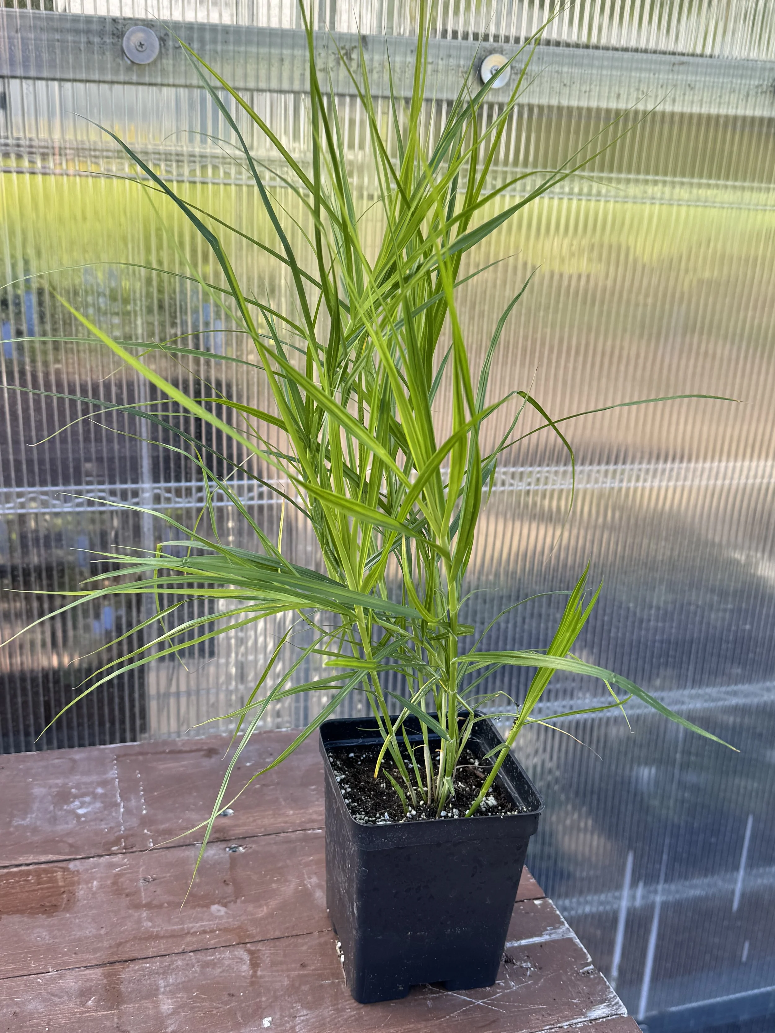 palm sedge 1.jpeg