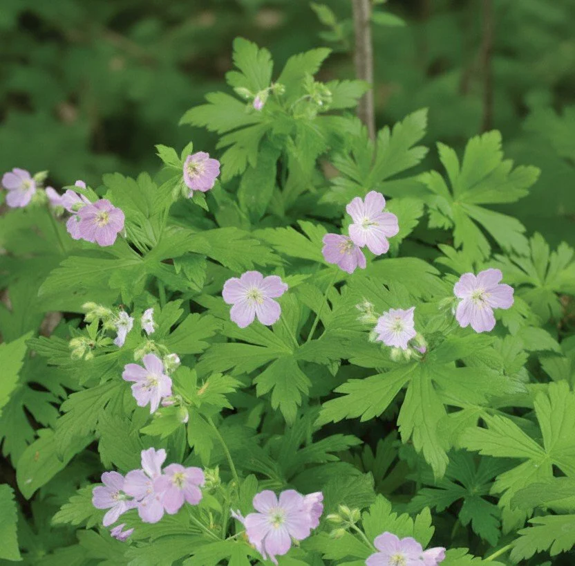 Wild Geranium (Geranium maculatum)