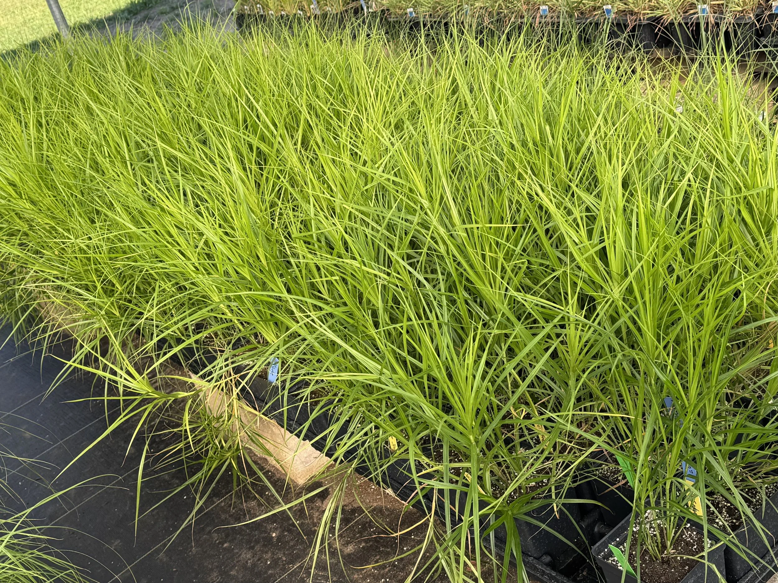 palm sedge 2.jpeg
