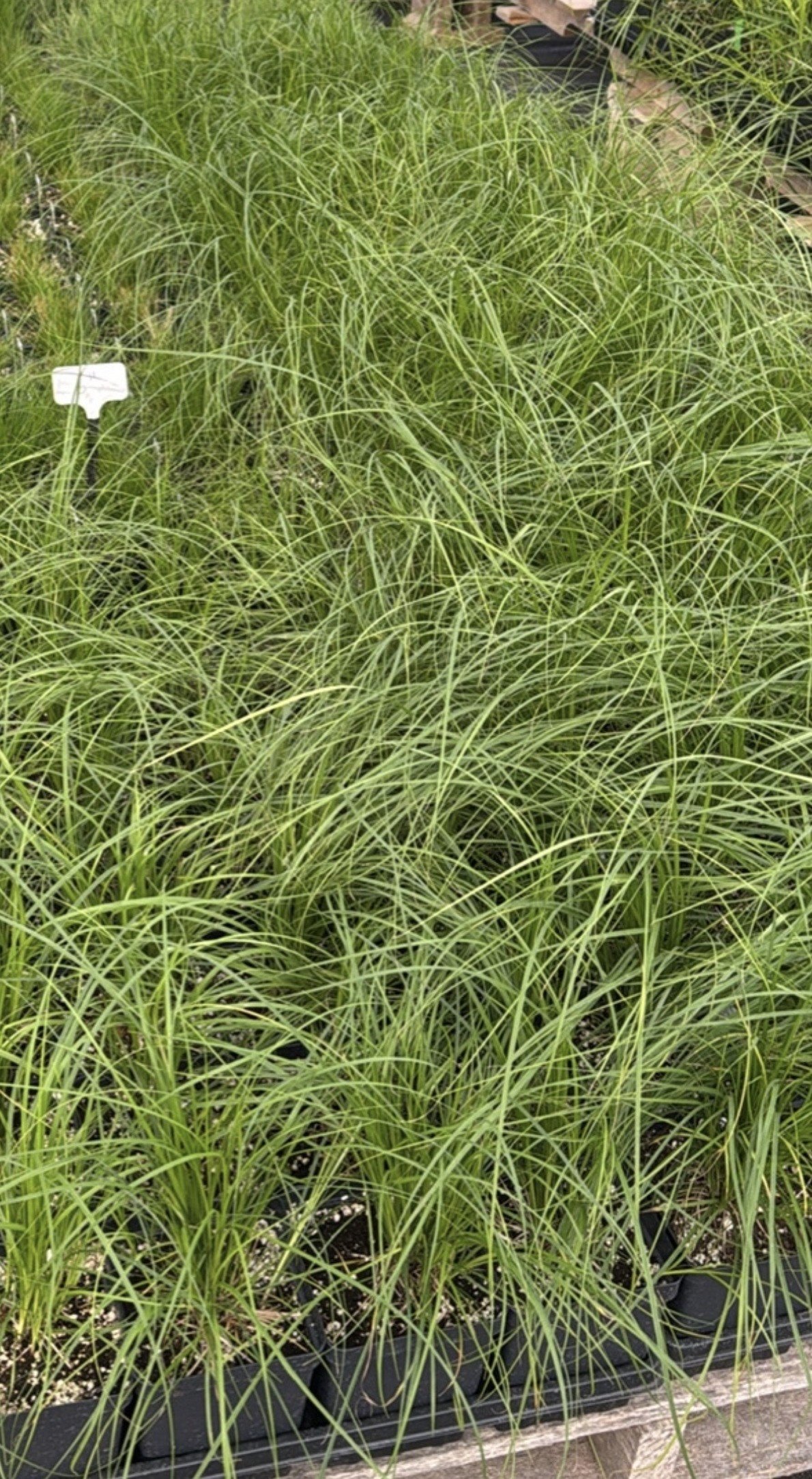 penn sedge 3.jpg