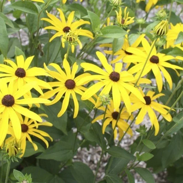 Sweet Black-eyed Susan (Rudbeckia subtomentosa)