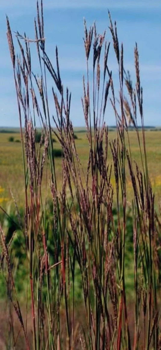 Big Bluestem (Andropogon gerardii)