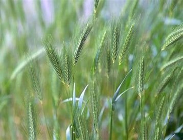 Canada Wild Rye (Elumus canadensis)