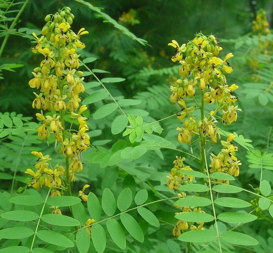 Wild Senna (Senna hebecarpa)