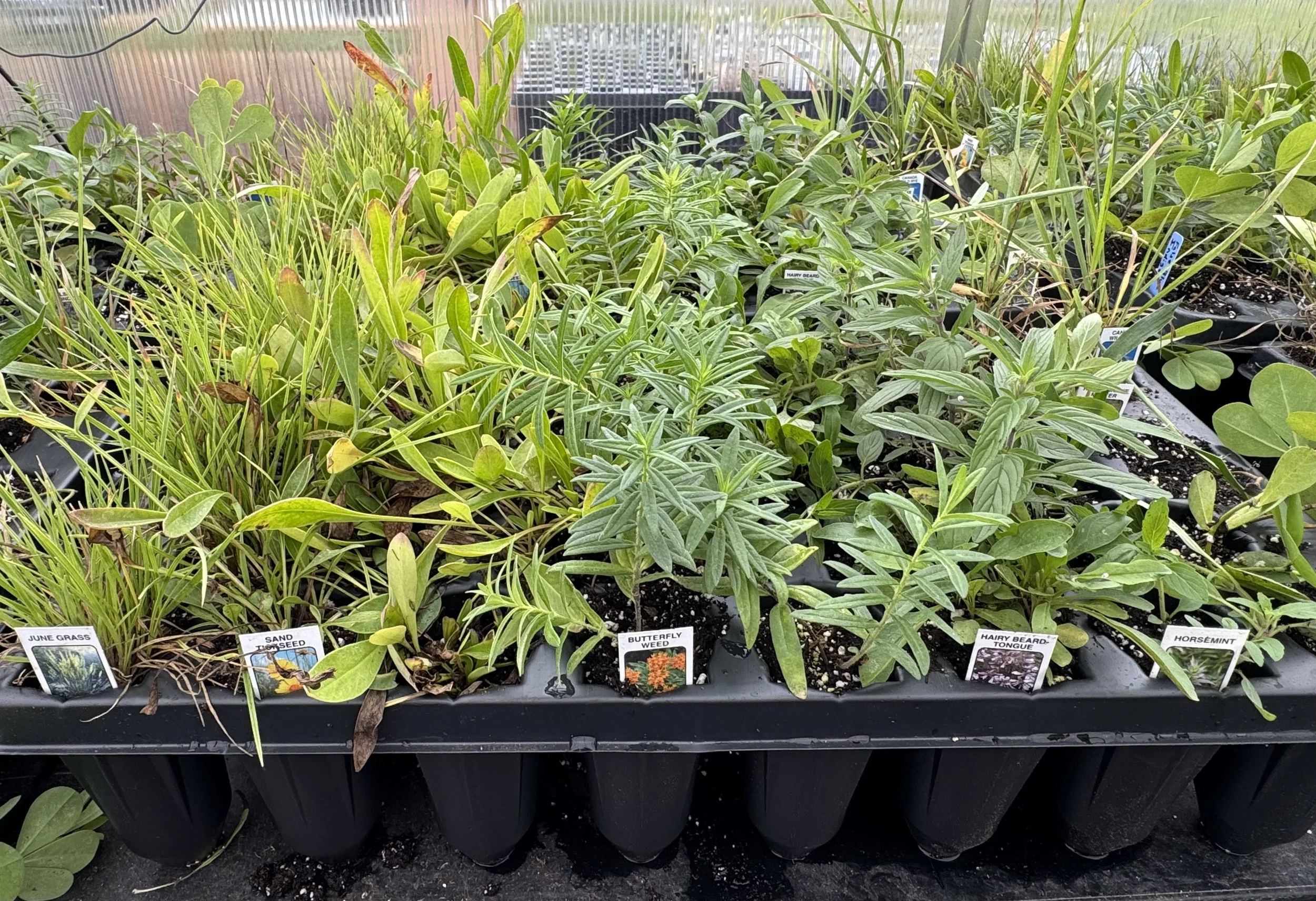 garden kit 1.jpeg