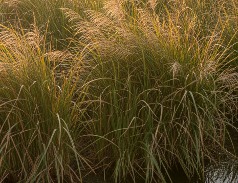 Prairie Cord Grass (Spartina pectinata)