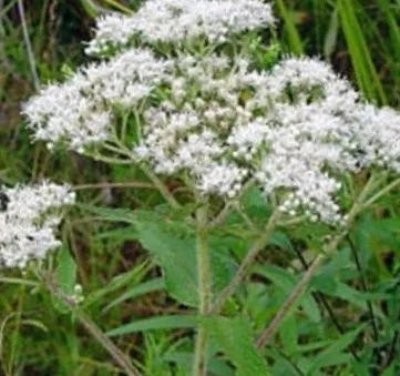 boneset+2.jpg