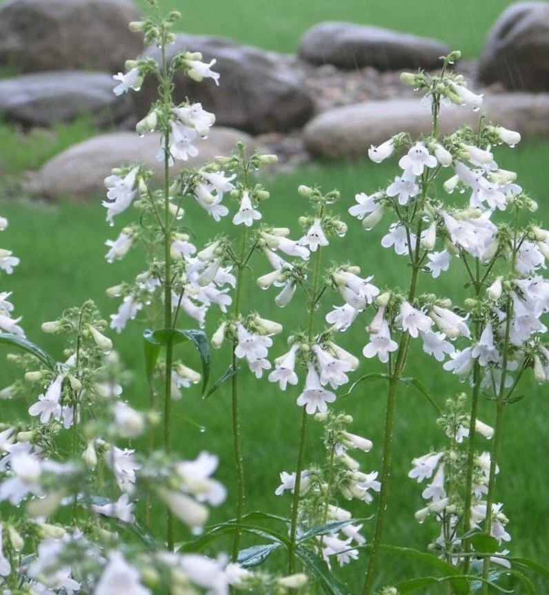 Foxglove Beardtongue (Penstemon digitalis)