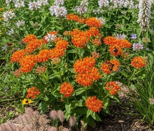 Butterfly Weed (Asclepias tuberosa)
