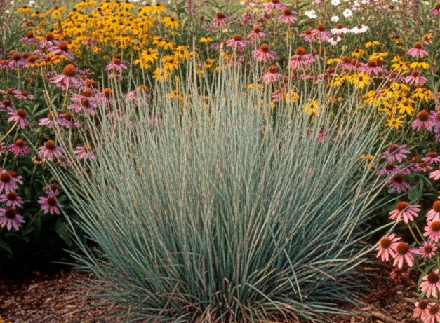 Little Blue Stem (Schizachurium scoparium)
