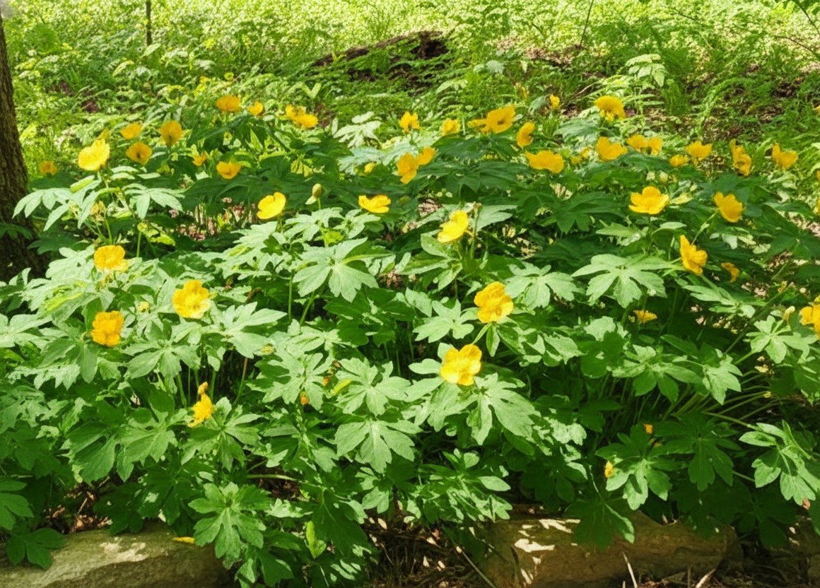 Wood Poppy or Celandine Poppy (Stylophorum diphyllum)