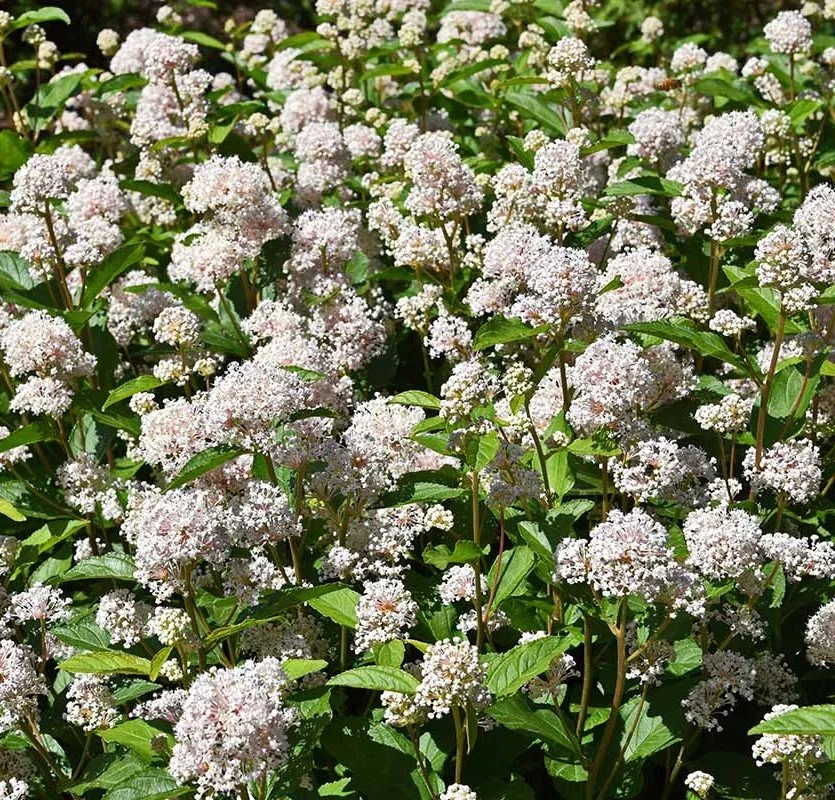 New Jersey Tea (Ceanothus americanus)