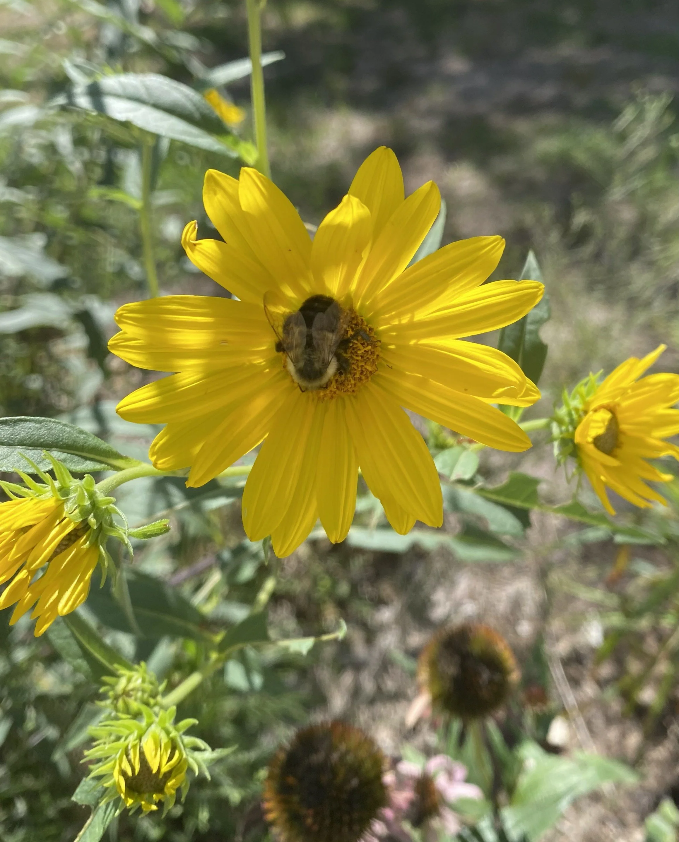 bee on tall sunflower.jpg