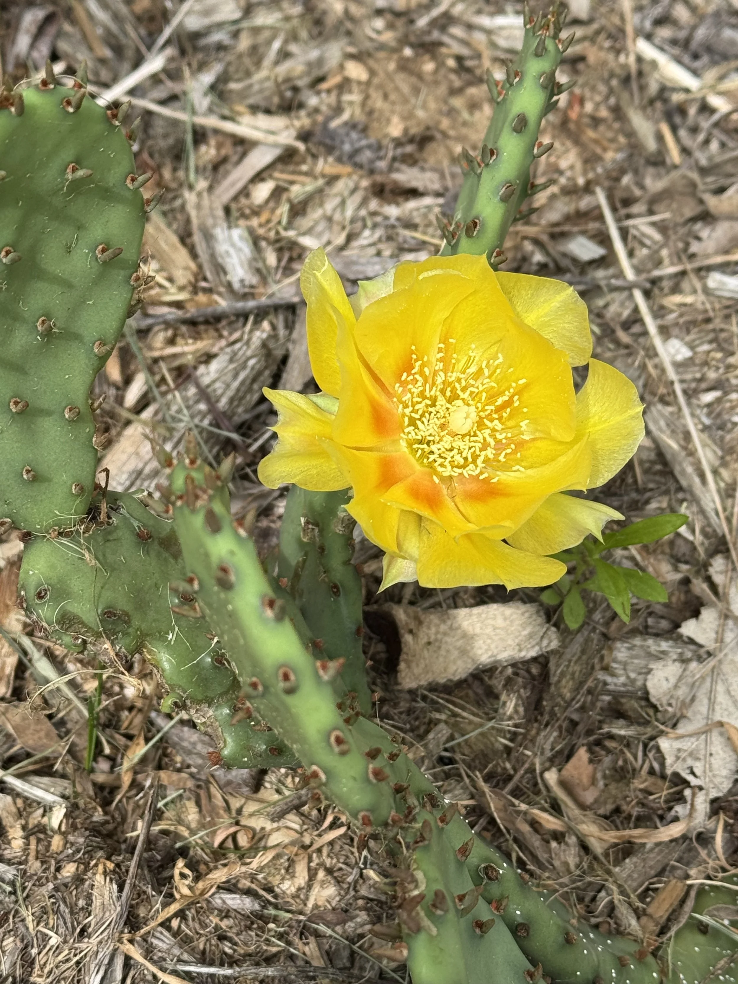 Prickly Pear Cactus (Opuntia humifusa)