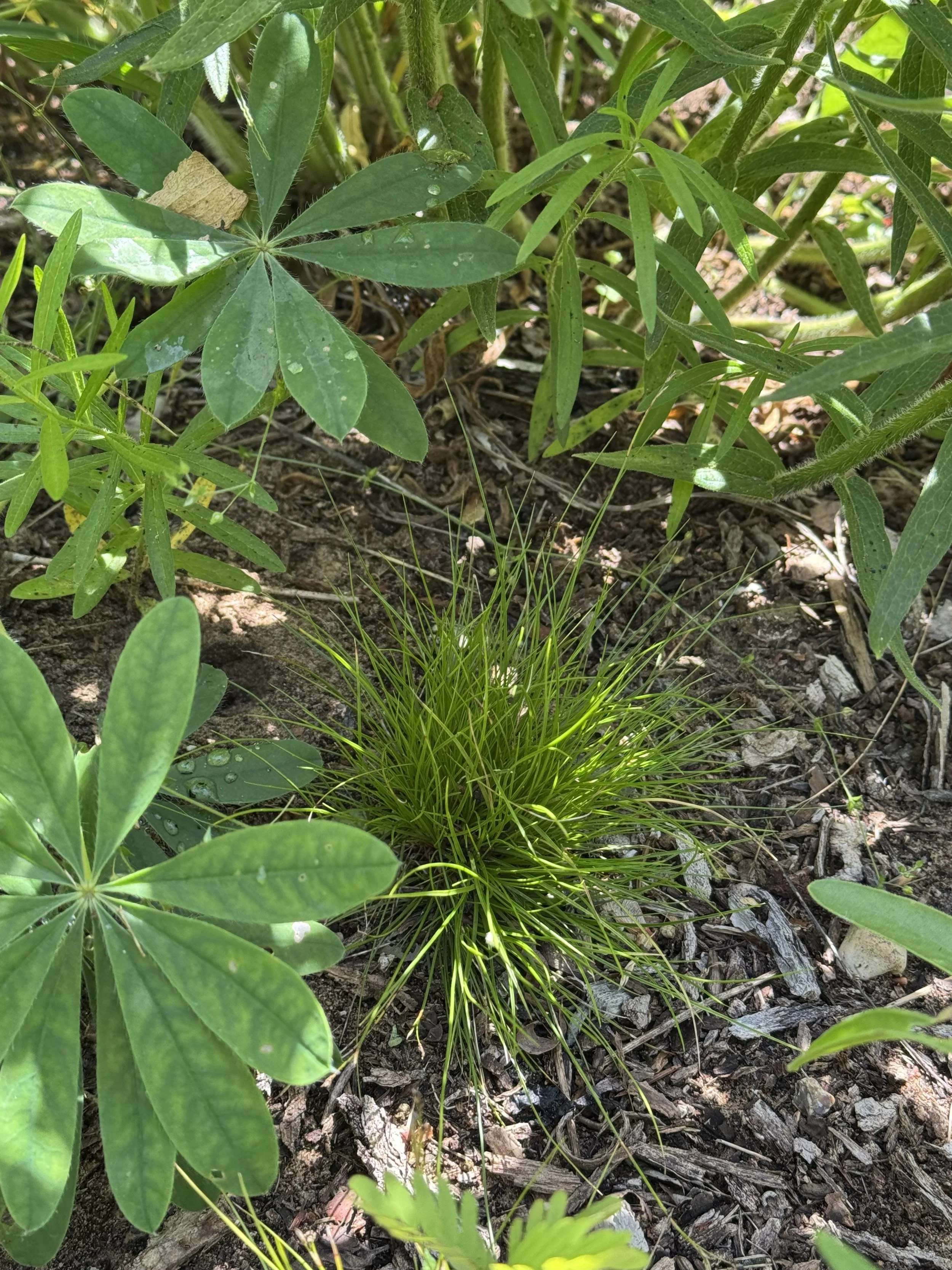 Ivory Sedge (Carex eburnea)