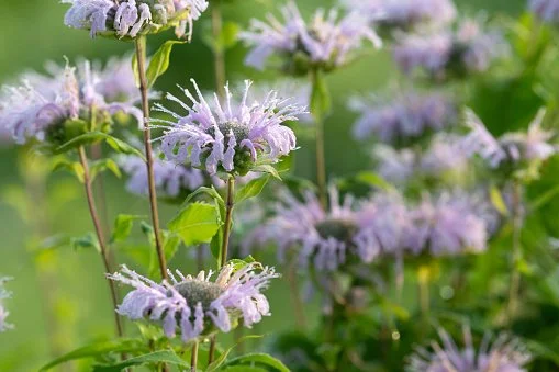 Bergamot (Monarda fistulosa)