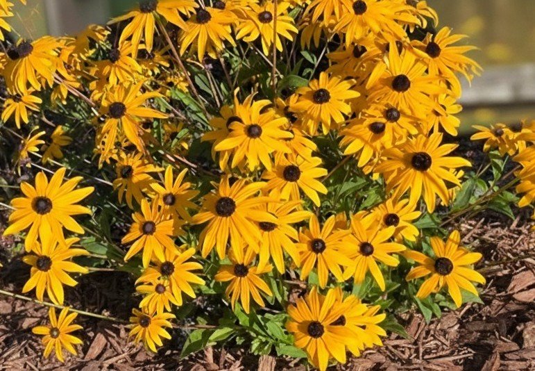 Showy Coneflower or Orange Coneflower (Rudbeckia fulgida)