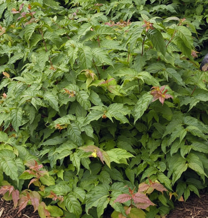 Dwarf Bush Honeysuckle (Dievilla lonicera)