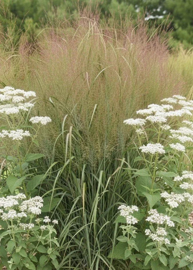 Switch Grass