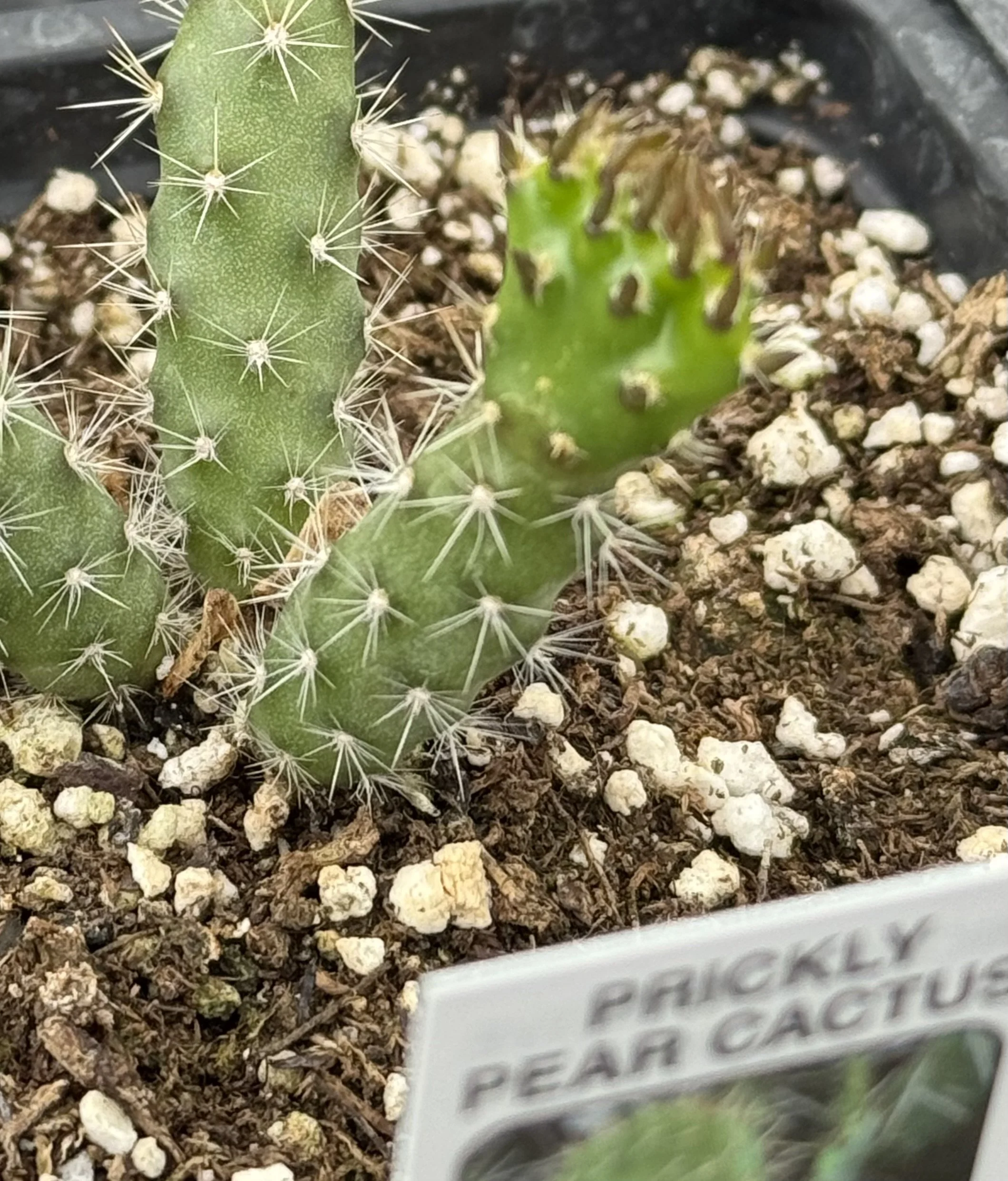 prickly pear 6.jpeg