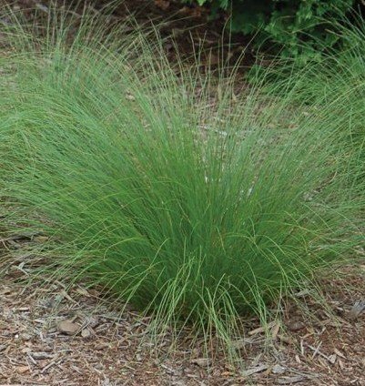 Prairie Dropseed (Porobolus heterolepis)