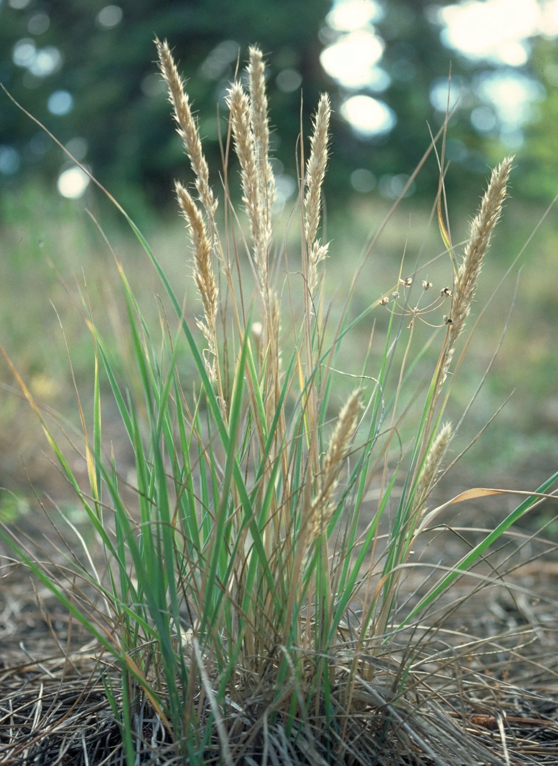 June Grass.jpg