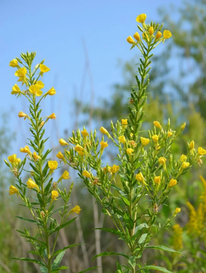 Common Evening Primrose (Oenothera biennis)