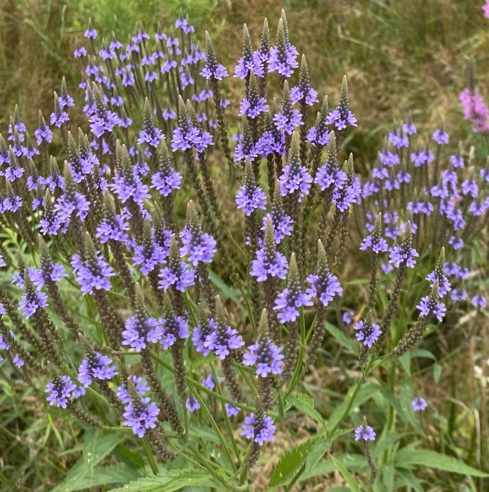 Blue Vervain (Verbena hastata)