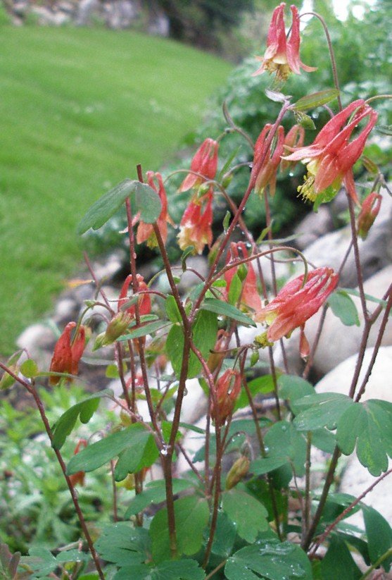 Wild Columbine (Aquilegia canadensis)
