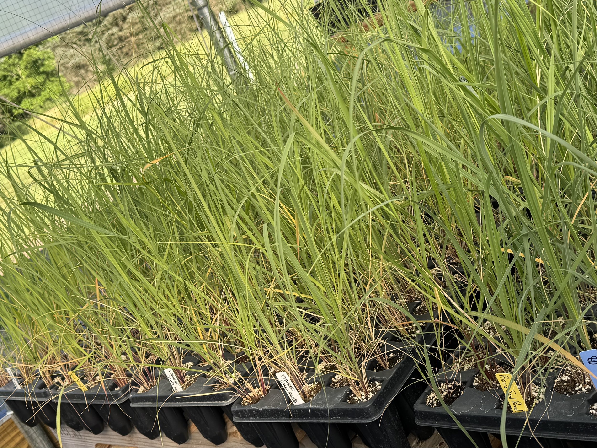 sand reed 2.jpeg