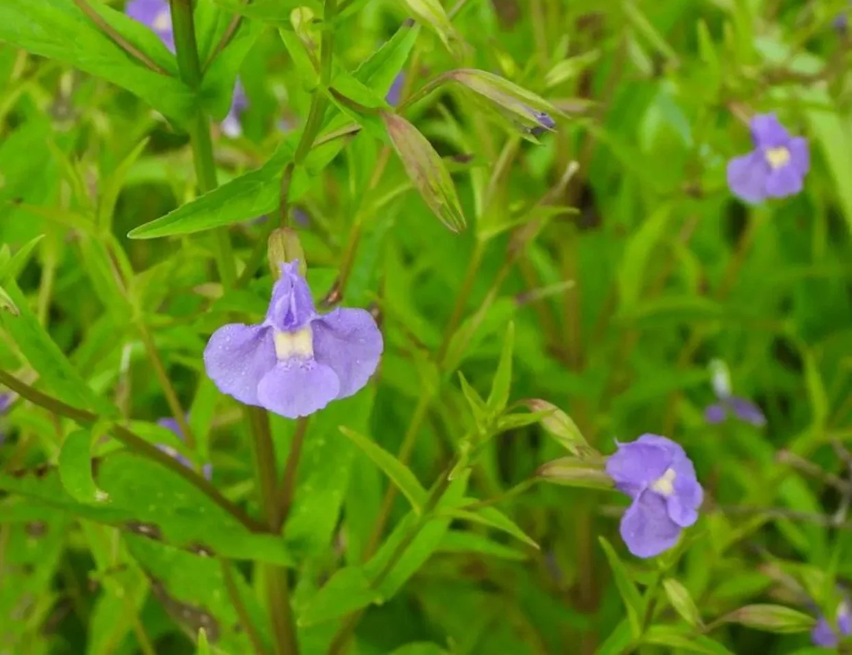 Monkey Flower (Mimulus ringens)