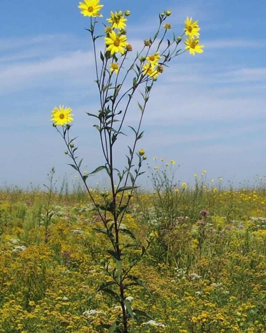 Tall Sunflower (Helianthus giganteus)