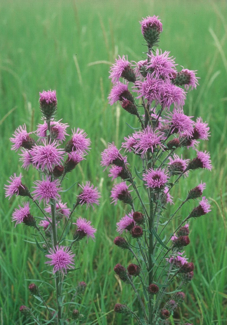 Northern Blazing Star (Liatris scariosa)