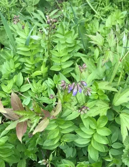 Jacob’s Ladder (Polemonium reptans)
