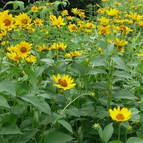 Early Sunflower (Heliopsis helianthoides)