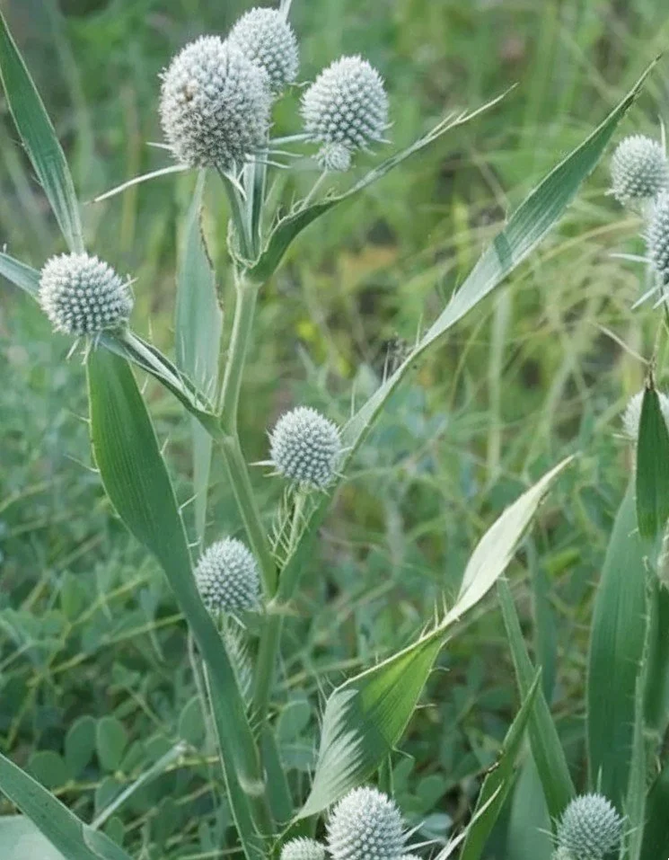 Rattlesnake Master (Eryngium yuccifolium)
