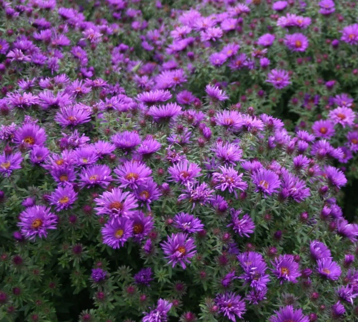 New England Aster (Symphyotrichum novae-angliae)