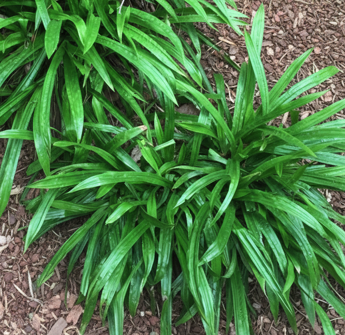 Plantain-leaved Sedge (Carex plantaginea)