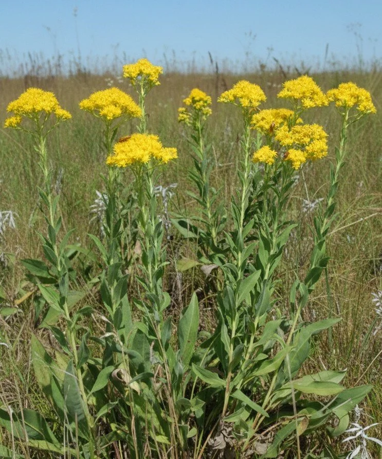 Stiff Goldenrod (Solidago rigida)