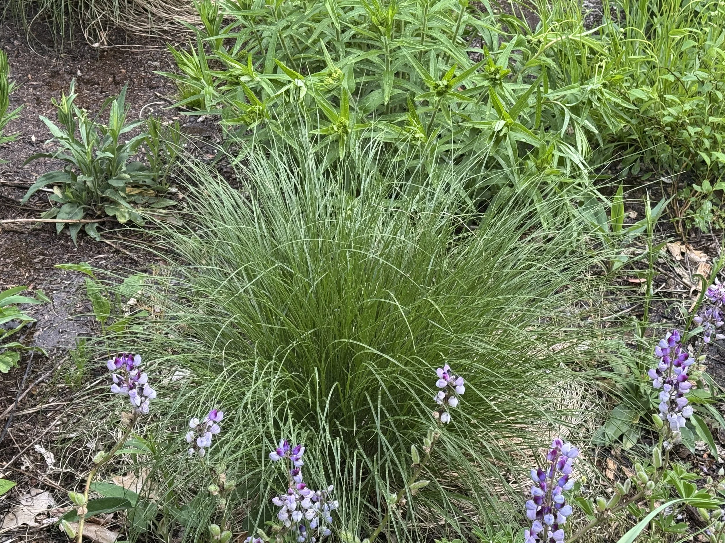 Prairie Dropseed (Porobolus heterolepis)