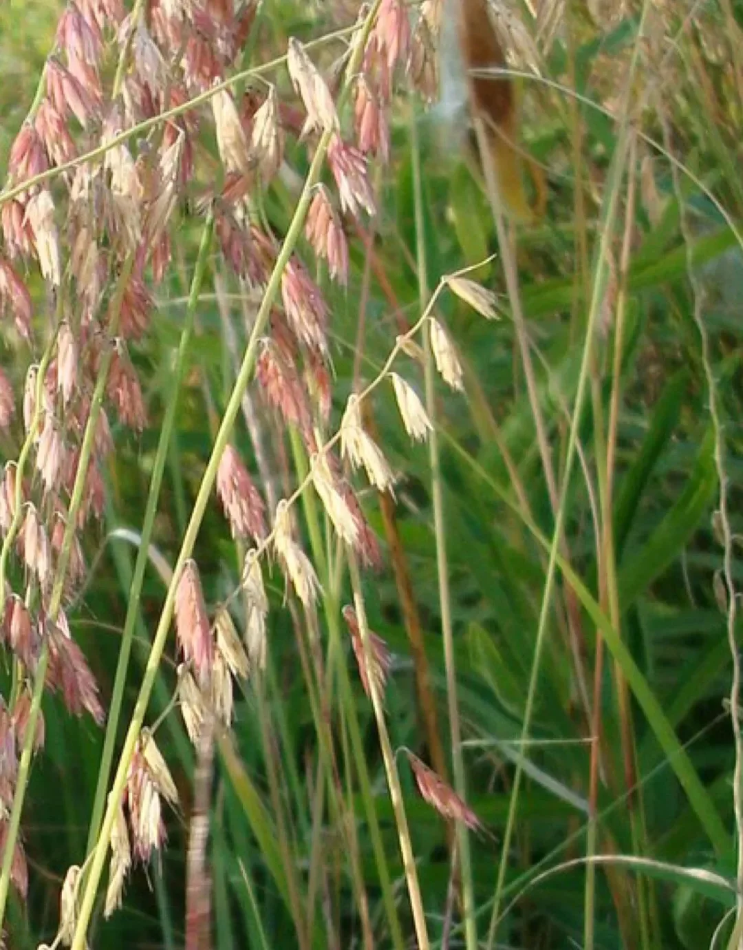 side oats grama 2.webp