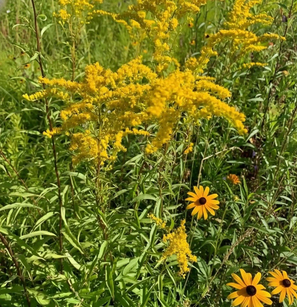 Early Goldenrod (Solidago juncea)