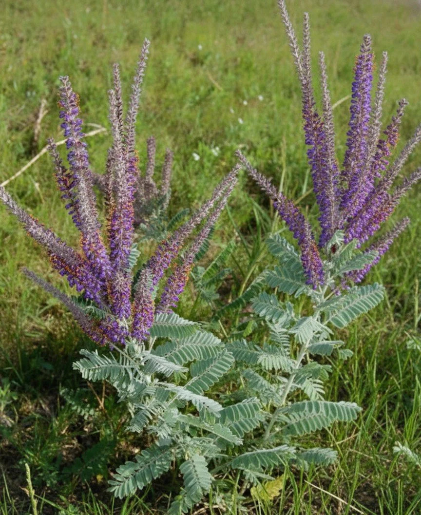 Leadplant (Amorpha canescens)