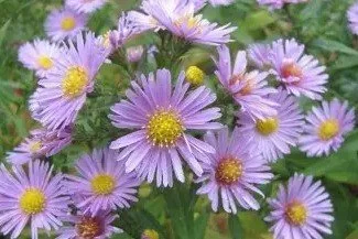 Heart-leaved (or Blue Wood) Aster (Symphyotrichum cordifolium)