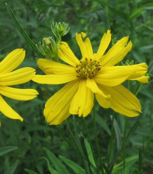 Prairie Coreopsis (Coreopsis palmata)