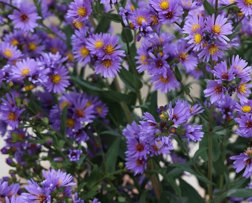 Smooth Blue Aster (Symphyotrichum laeve)