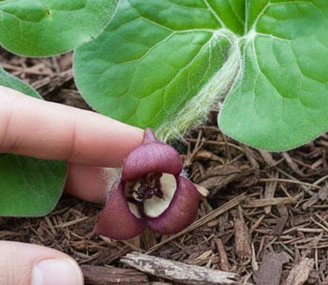 wild ginger flower.jpg