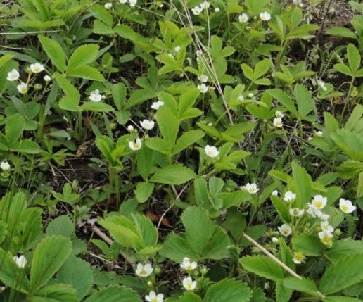Wild Strawberry (Fragaria virginiana)